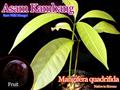انبه (منگیفرا کوادریفیدا)